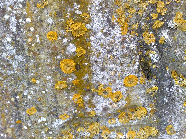 lichen on precast concrete